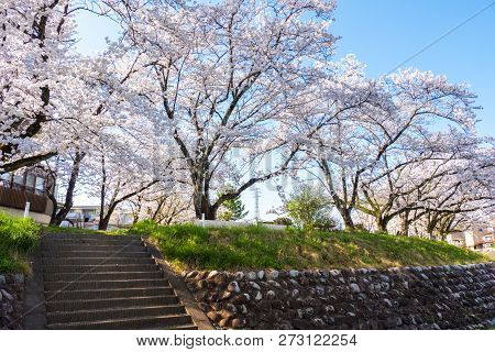 Full Bloom Cherry Blossoms In Takayama City, Japan