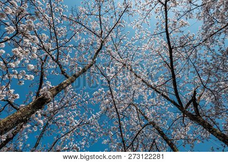 Full Bloom Cherry Blossoms In Japan