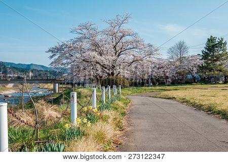 Full Bloom Cherry Blossoms In Takayama City, Japan