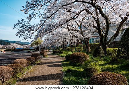 Full Bloom Cherry Blossoms In Takayama City, Japan