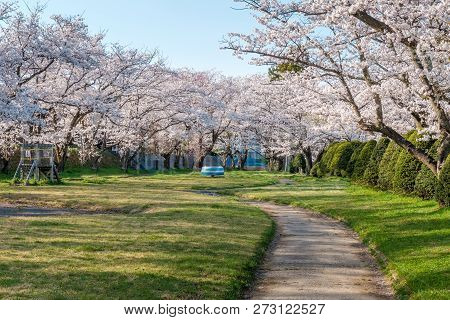 Full Bloom Cherry Blossoms In Takayama City, Japan