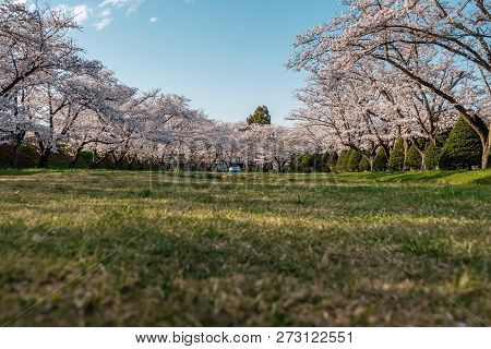 Full Bloom Cherry Blossoms In Takayama City, Japan