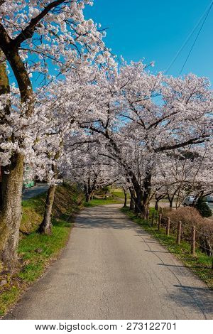 Full Bloom Cherry Blossoms In Takayama City, Japan