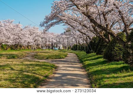 Full Bloom Cherry Blossoms In Takayama City, Japan