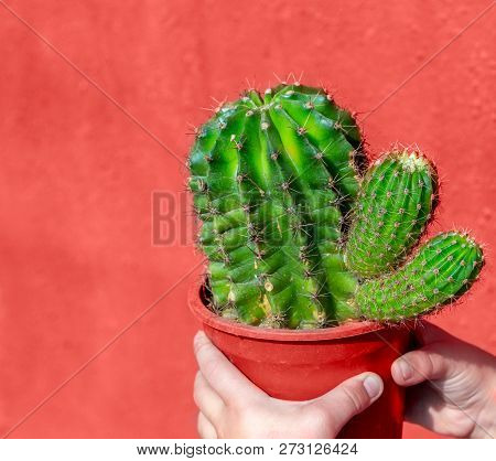 Living Coral 2019. Background With Cactus. Living Coral. Color Of The Year 2019.