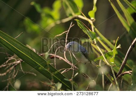 Blue Gray Gnatcatcher Polioptila Caerulea Perches In The Brush Of A Swamp In Naples, Florida