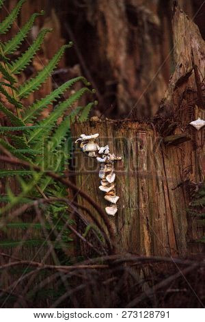 Oyster Mushrooms Pleurotus Pulmonarius Grow Up The Side Of A Tree In The Swamp Of Corkscrew Sanctuar
