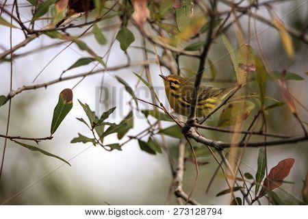 Yellow Prairie Warbler Setophaga Discolor In A Tree