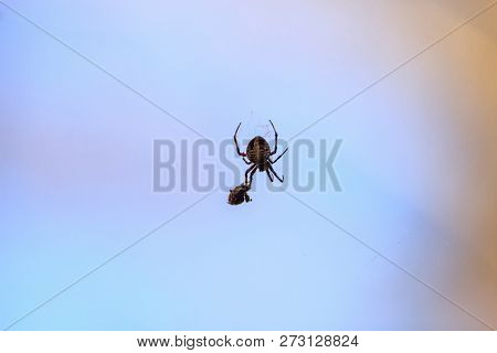 Spotted Orb-weaver Spider Neoscona Domiciliorum Weaves Its Web