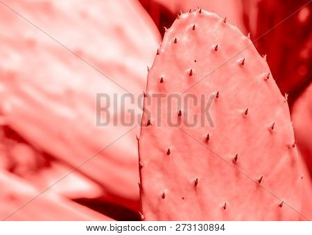 Living Coral 2019. Background With Cactus. Living Coral. Color Of The Year 2019.