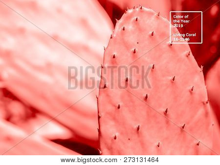 Living Coral 2019. Background With Cactus. Living Coral. Color Of The Year 2019.