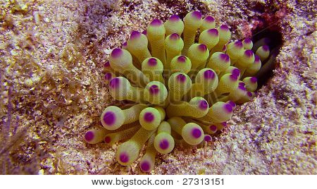 口红 Anenome