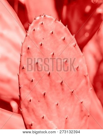Living Coral 2019. Background With Cactus. Living Coral. Color Of The Year 2019.