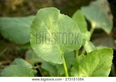 Leaves of  garden spinach plant , Bladder Dock, Rumex Vesicarius L, with pale green leaves also known as Tak Palang or Chuka palak sag, in India with blur background