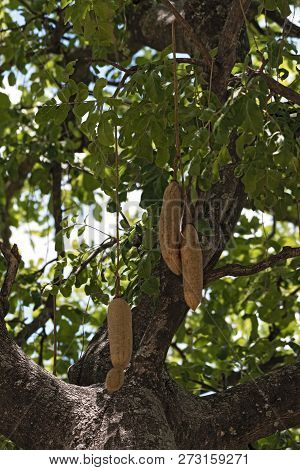 Ripe Fruits Hang On The Tree Sausage, Kigelia Pinnata, Botswana