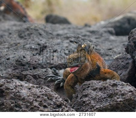 Kayaların deniz Iguana