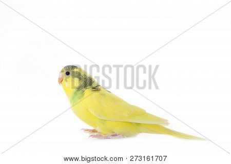 Little Yellow Budgerigar Isolated On White Background. Isolated Budgerigar