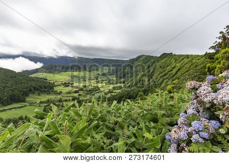 Blue Hydrangeas And Lush Plants With The Seca Caldera In The Distance On Sao Miguel In The Azores.