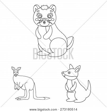 Vector Design Of Kangaroo And Cute Sign. Collection Of Kangaroo And Baby Vector Icon For Stock.