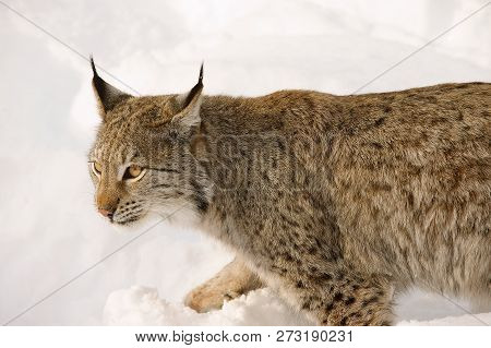 Eurasian Lynx In The Snow In Cold Winter, Troms County, Norway.