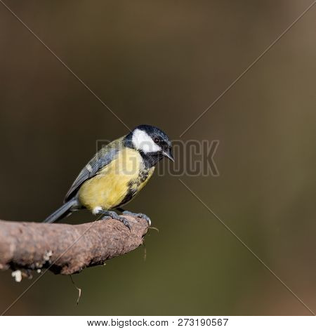 The Great Tit Sitting On A Branch In A Swedish Garden
