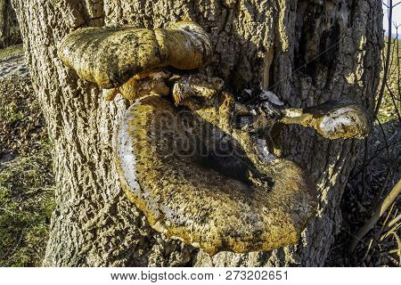 This Large Fungus Growing On This Tree Was Quite Interesting