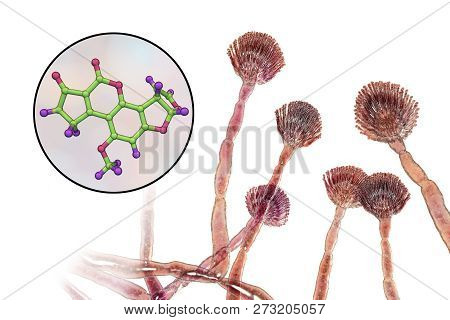Fungi Aspergillus Flavus Producing Aflatoxin B1, A Potent Carcinogen, 3d Illustration. These Fungi O