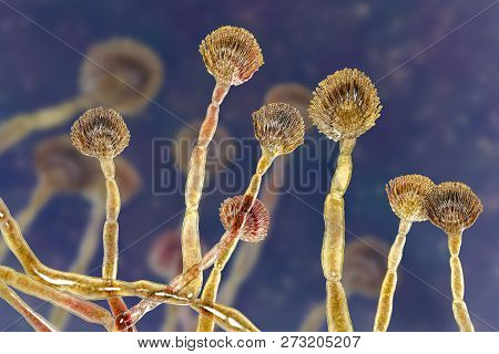 Fungus Aspergillus Flavus, 3d Illustration. It Is The Major Producer Of Aflatoxin In Crops, A Potent