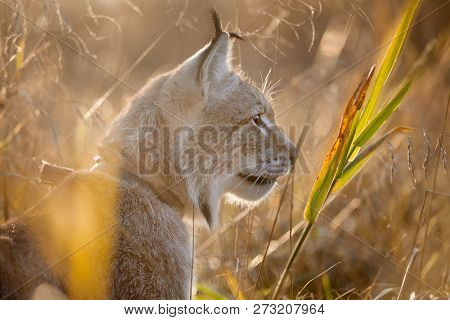 Abordable Eurasian Lynx, Portrait In Autumn Field