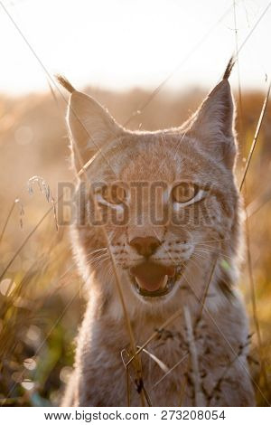 Abordable Eurasian Lynx, Portrait In Autumn Field
