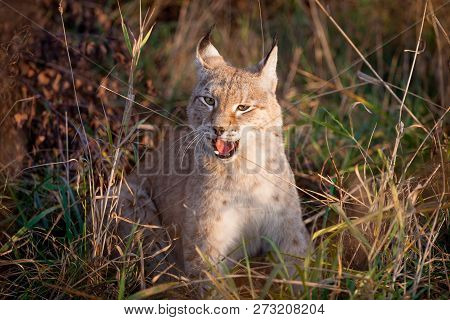 Abordable Eurasian Lynx, Portrait In Autumn Field