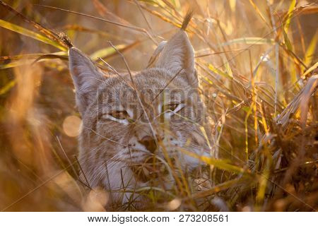 Abordable Eurasian Lynx, Portrait In Autumn Field