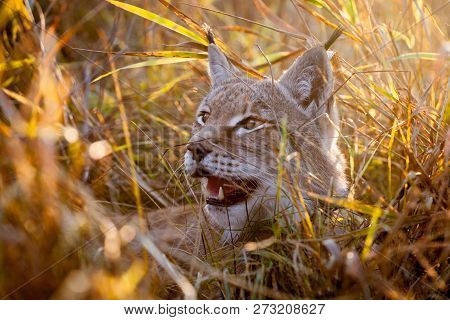 Abordable Eurasian Lynx, Portrait In Autumn Field