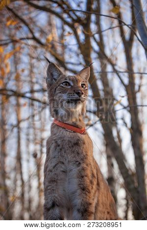 Abordable Eurasian Lynx, Portrait In Autumn Forest