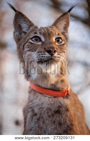 Abordable Eurasian Lynx, Portrait In Autumn Forest