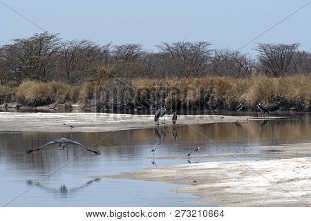 Marabou Storks On The Nata River In The Nata Sanctuary, Botswana