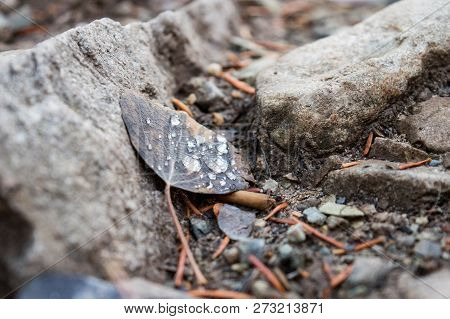 Leaf With Dew Drops In Aspen, Colorado
