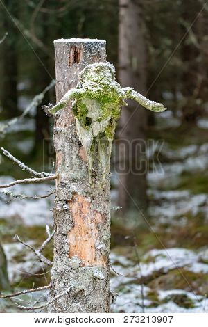 Scull From An Elk Hanging On A Tree