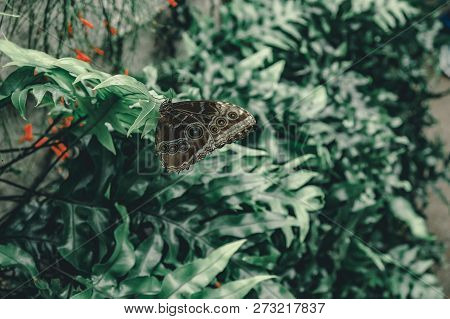 Blue Morpho Butterfly With Closed Wings Perched On A Leaf In A Butterfly Garden