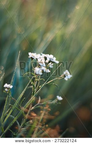 White Flowers Of Ptarmica Yarrow Morning In Dew