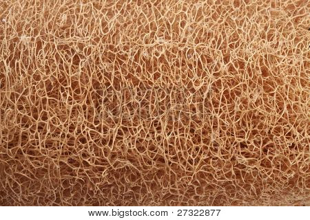 textura da guarda bucha seca