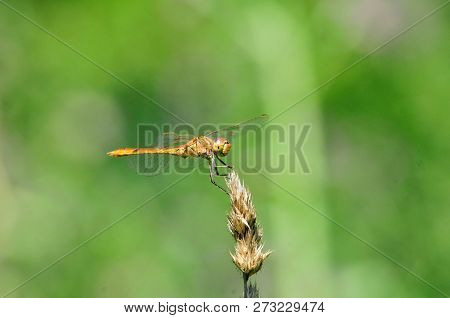 Sympetrum Is A Genus Of Small To Medium-sized Skimmer Dragonflies. Dragonfly Flattened ( Sympetrum D
