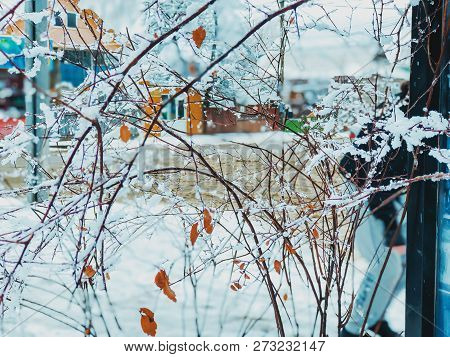 Snowfall. Snow Covered Trees And Autmn Leaves In The Snowfall. Winter In Mountain. Close-up Shot.