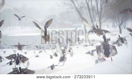 A Flock Of Ducks Flies Away. Ducks Wild Flies Spreading Their Wings. The Wildlife Of Birds In Moment