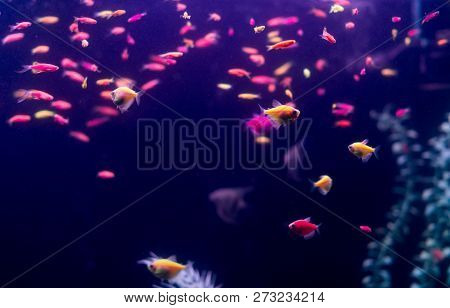 Many Small Fish Ornatus In A Dark Aquarium. Ternary In The Aquarium. Horizontal Photo