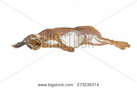Hunting Dead Hare Lying On Its Side. Vector Illustration Isolated On White Background