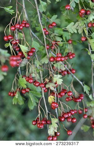 Hedgerow