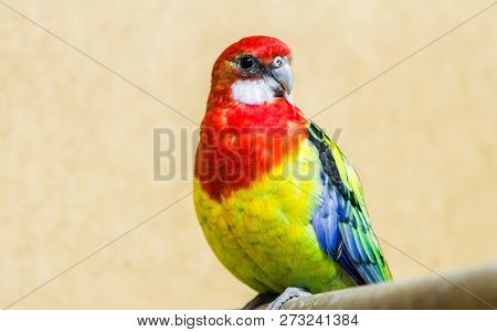 One Bright And Beautiful Rosella Parrot Sitting On A Branch Closeup