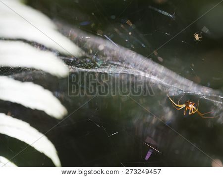 Sunlited Spiders (family Linyphia) On The Cobweb