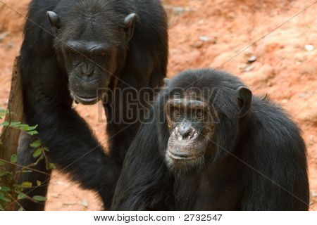 Chimpanser